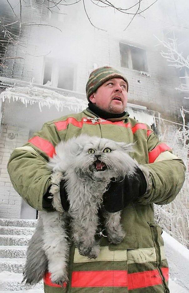 Невероятные пожарные, которые, рискуя жизнью, спасают кошек из горящих домов чтобы, фотографии, этого, когда, такие, вызвали, кошки, спасти, благодарность, сердца, чествовать, героев, спасений, кошек, котят, котенок, благодарить, выразить, можем, действительно