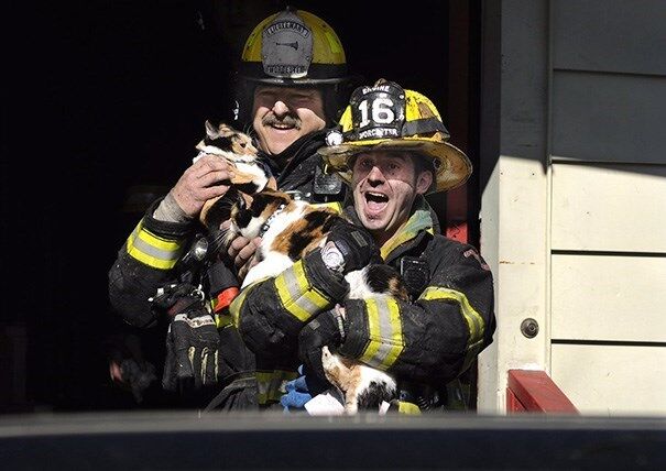 Невероятные пожарные, которые, рискуя жизнью, спасают кошек из горящих домов чтобы, фотографии, этого, когда, такие, вызвали, кошки, спасти, благодарность, сердца, чествовать, героев, спасений, кошек, котят, котенок, благодарить, выразить, можем, действительно