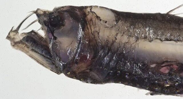 Фотографии глубоководных существ, после просмотра которых не хочется заходить в море  