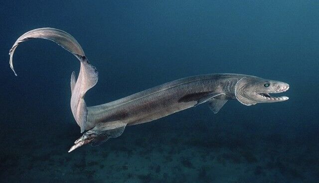Фотографии глубоководных существ, после просмотра которых не хочется заходить в море  
