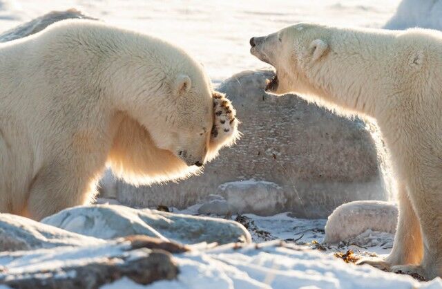 Уморительные фотографии с конкурса Comedy Wildlife Photography Awards 2024  