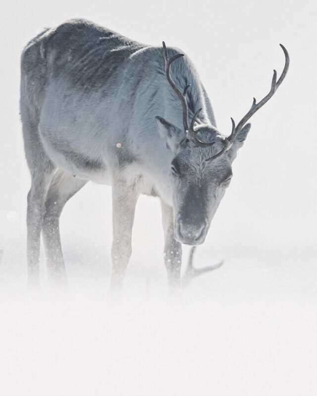Застывшие мгновения: потрясающие фотографии дикой природы Арктики от Консты Пункки  