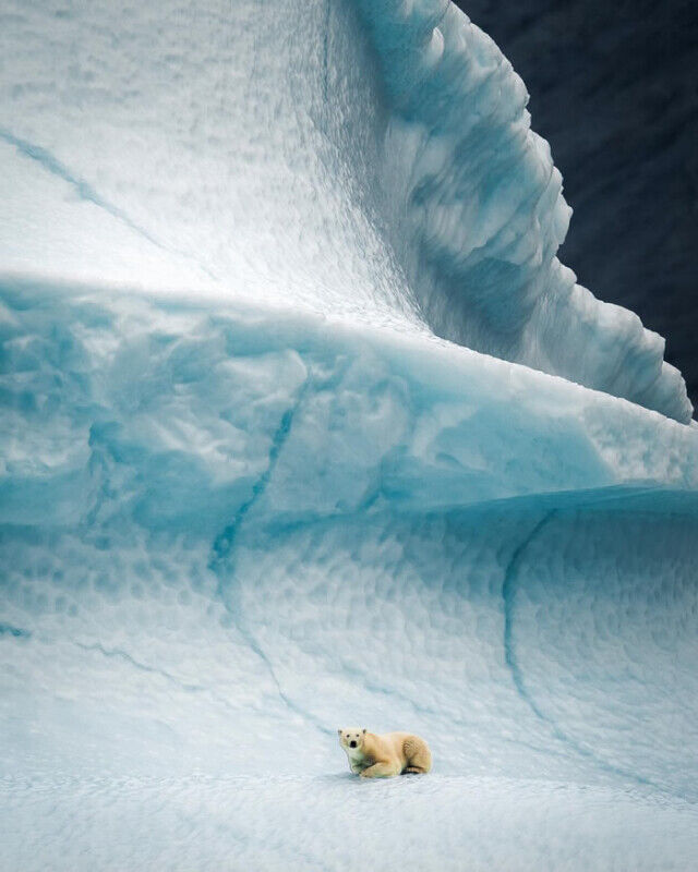 Застывшие мгновения: потрясающие фотографии дикой природы Арктики от Консты Пункки  
