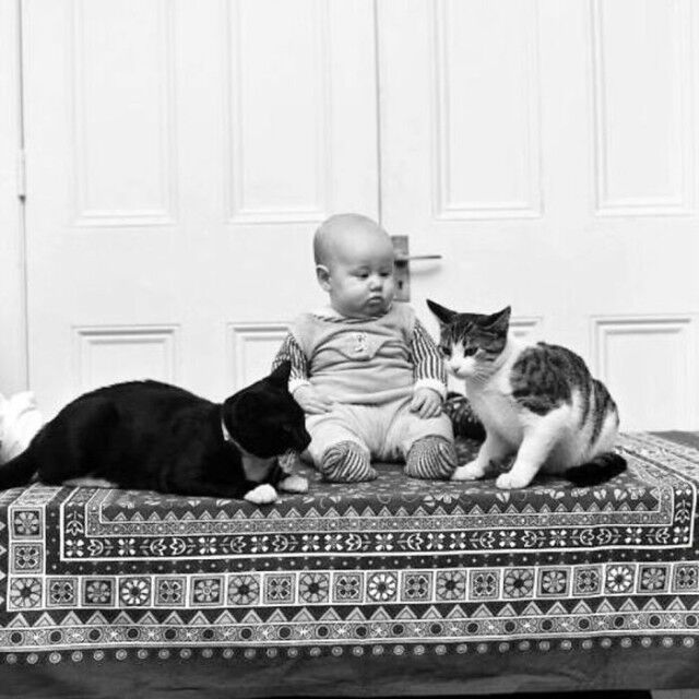 Ретрофотографии с кошками, которые показывают, что за прошедшие десятилетия ничего не изменилось (27 шт)