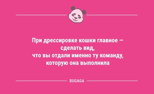 Анекдоты дня: «При дрессировке кошки главное — сделать вид…»  