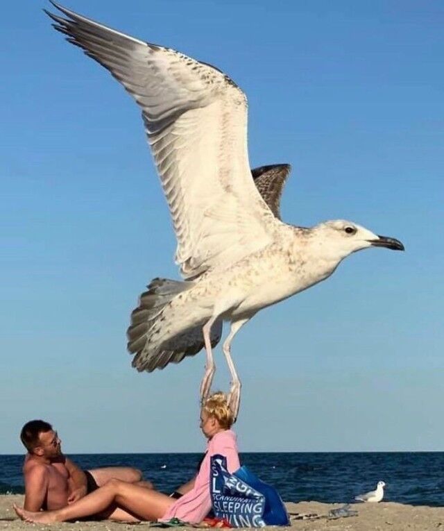 Невероятные фотографии, в реальность которых трудно поверить, но это не фотошоп (20 фото) Невероятные фотографии, в реальность которых трудно поверить, но это не фотошоп (20 фото) хотите, фотографии, когда, произведение, виднеется, небо11, ковёр, выглядит, будто, Сегодня, искусства Фаига, которым, которое, продаётся, 15000, долларов12, Двухголовый, восьминогий, Ахмеда, длинного
