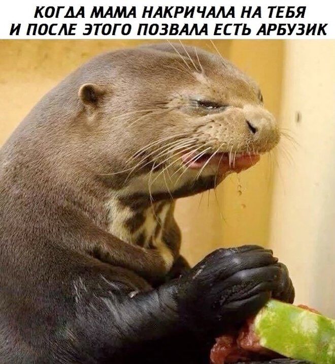 Лучший сборник юмора с мемами Забудьте, взрыву, приколы, способные, рассмешить, самого, серьезного, человека, Готовьтесь, хохота, собрали, забудьте, поделиться, порцией, хорошего, настроения, друзьямиВнимание Возможны, неконтролируемые, приступы, отборные