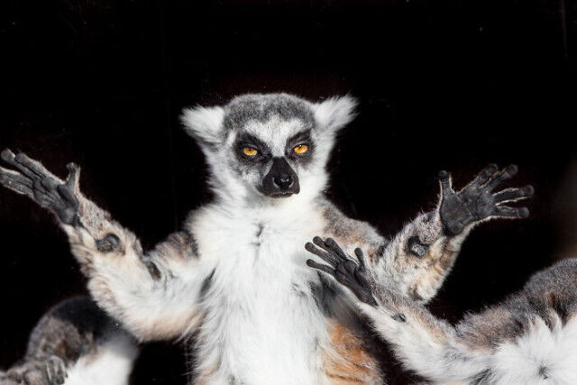 Животные, которые не старались быть смешными, но у них это отлично получилось 