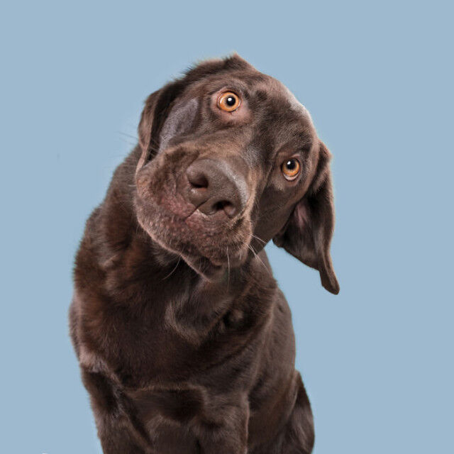 Животные, которые не старались быть смешными, но у них это отлично получилось  