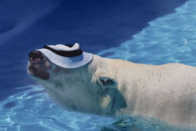 Животные, которые не старались быть смешными, но у них это отлично получилось  