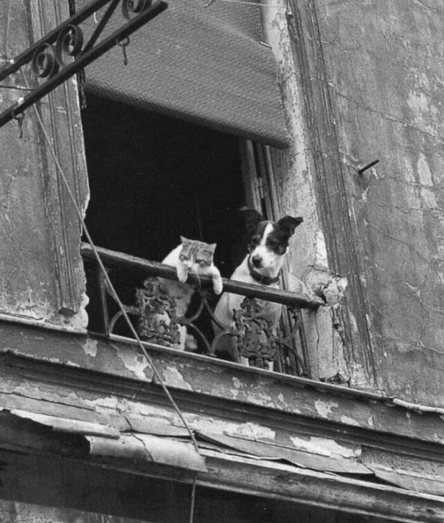 Улица полна неожиданностей: прикольные стоп-кадры уличных фотографов (22 фото) снимки, Уличные, Каждая, увидите, старые, позволяющие, заглянуть, прошлое, свежие, кадры, современности, фотография, постановкиВ, маленькая, история, пойманная, которая, вызовет, улыбку, поднимет