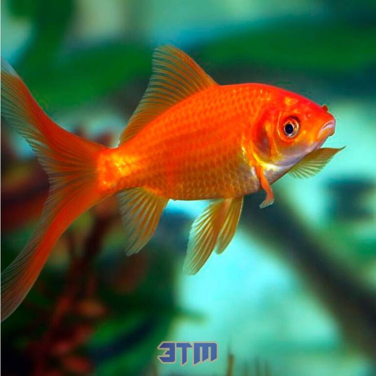 Правда ли, что у золотых рыбок трехсекундная память? 