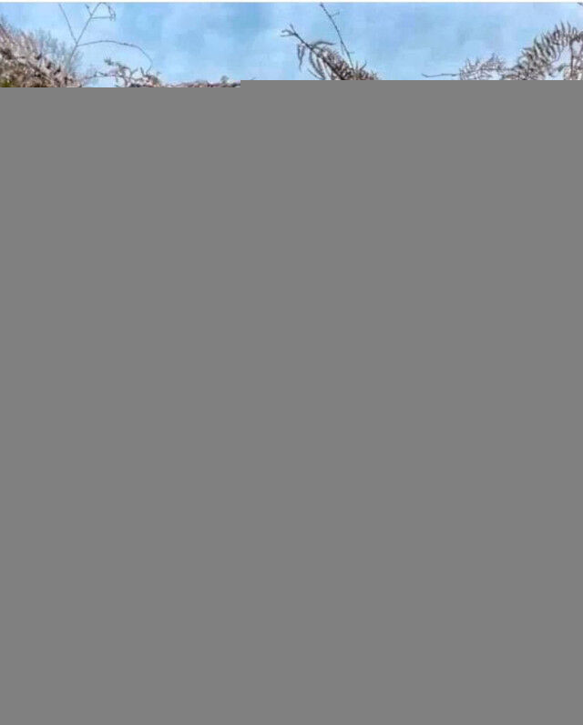 Фото животных, над окрасом которых природа особенно постаралась