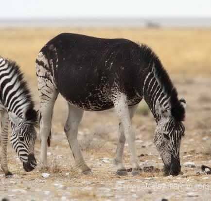 Фото животных, над окрасом которых природа особенно постаралась Фото животных, над окрасом которых природа особенно постаралась