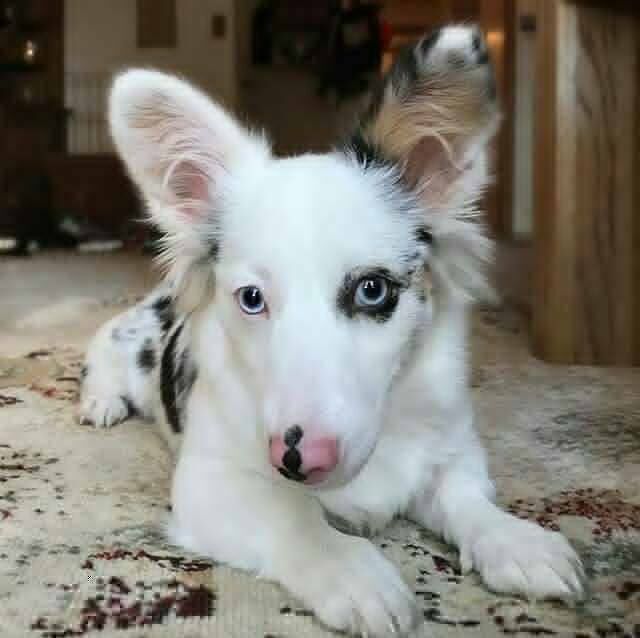 Фото животных, над окрасом которых природа особенно постаралась Фото животных, над окрасом которых природа особенно постаралась