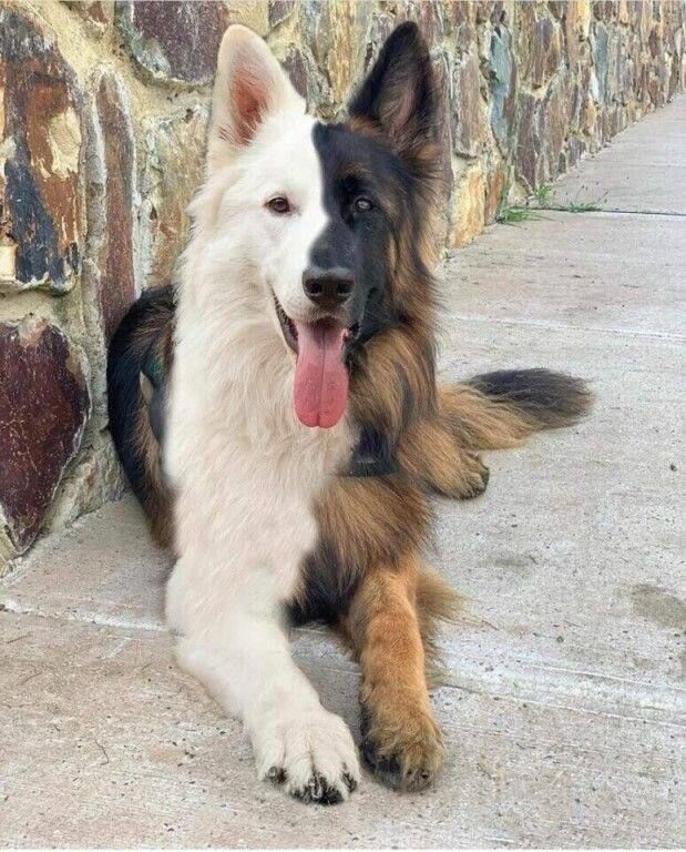 Фото животных, над окрасом которых природа особенно постаралась Фото животных, над окрасом которых природа особенно постаралась