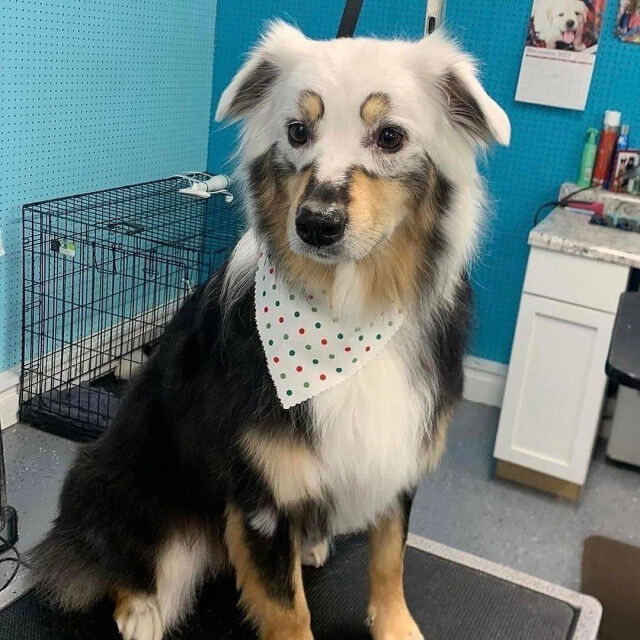 Фото животных, над окрасом которых природа особенно постаралась Фото животных, над окрасом которых природа особенно постаралась