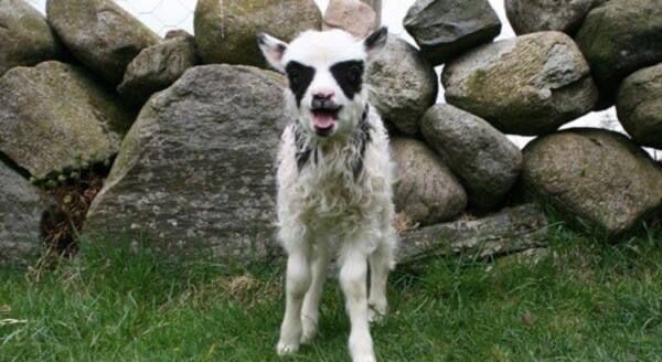 Фото животных, над окрасом которых природа особенно постаралась Фото животных, над окрасом которых природа особенно постаралась