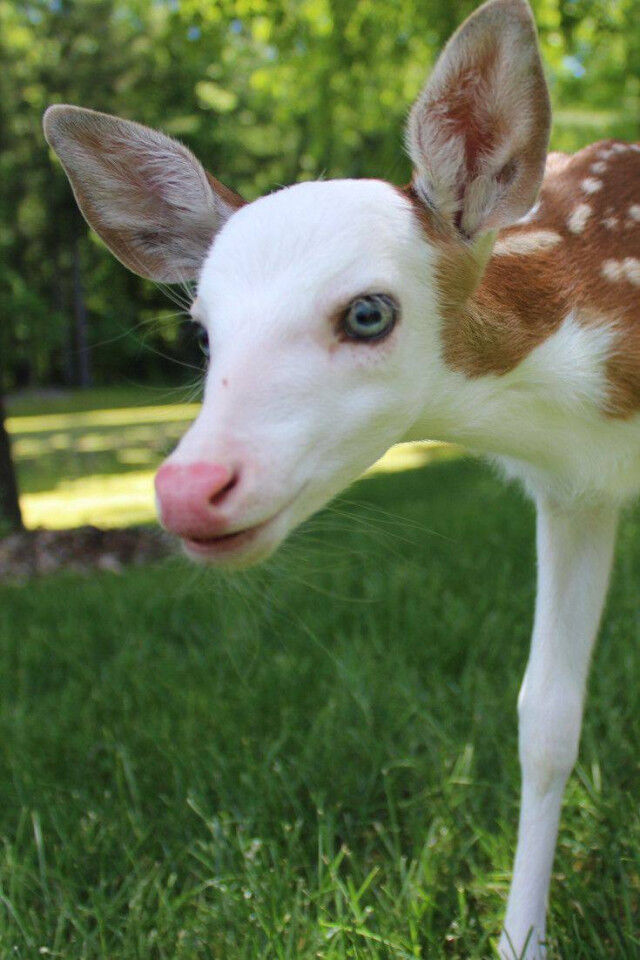 Фото животных, над окрасом которых природа особенно постаралась Фото животных, над окрасом которых природа особенно постаралась