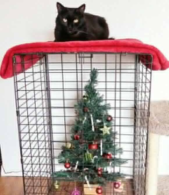 О крепких отношениях котов и новогодних елок в фотографиях 