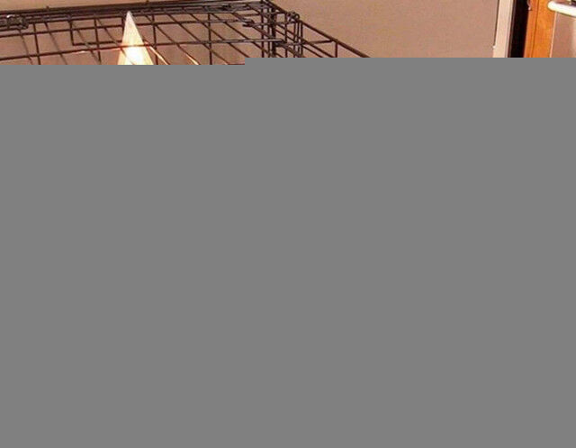 О крепких отношениях котов и новогодних елок в фотографиях 