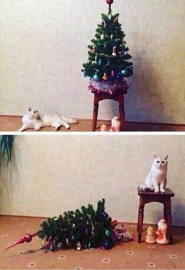 О крепких отношениях котов и новогодних елок в фотографиях 
