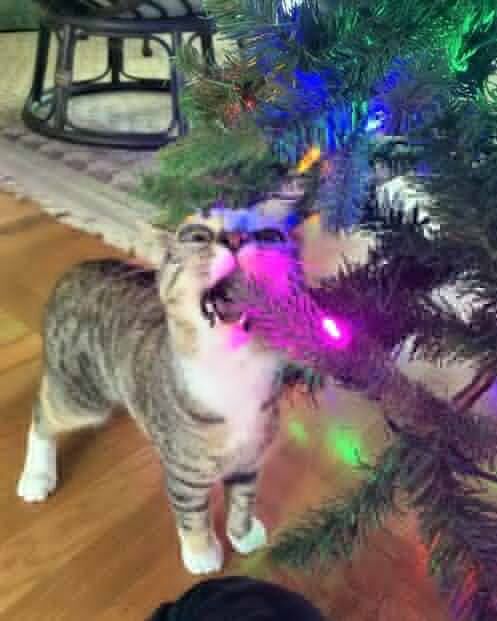 О крепких отношениях котов и новогодних елок в фотографиях 
