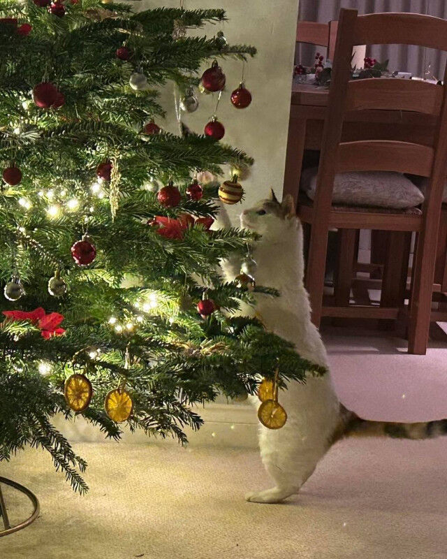 О крепких отношениях котов и новогодних елок в фотографиях 