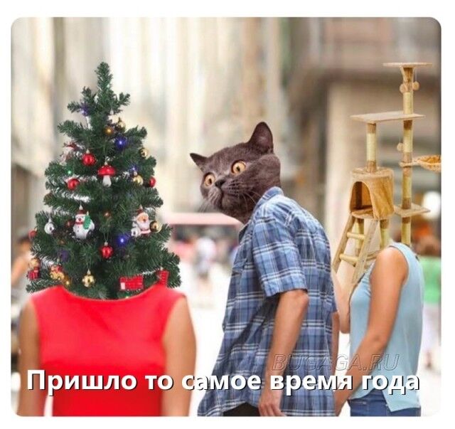 Новогодние мемы с кошками 