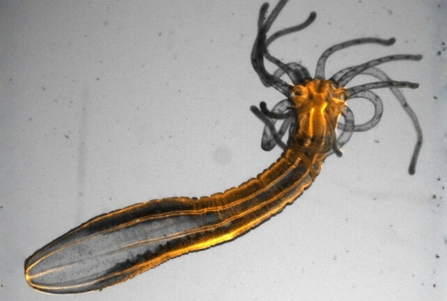 Зачем спят существа без мозга? Новое исследование раскрывает эволюционную тайну сна