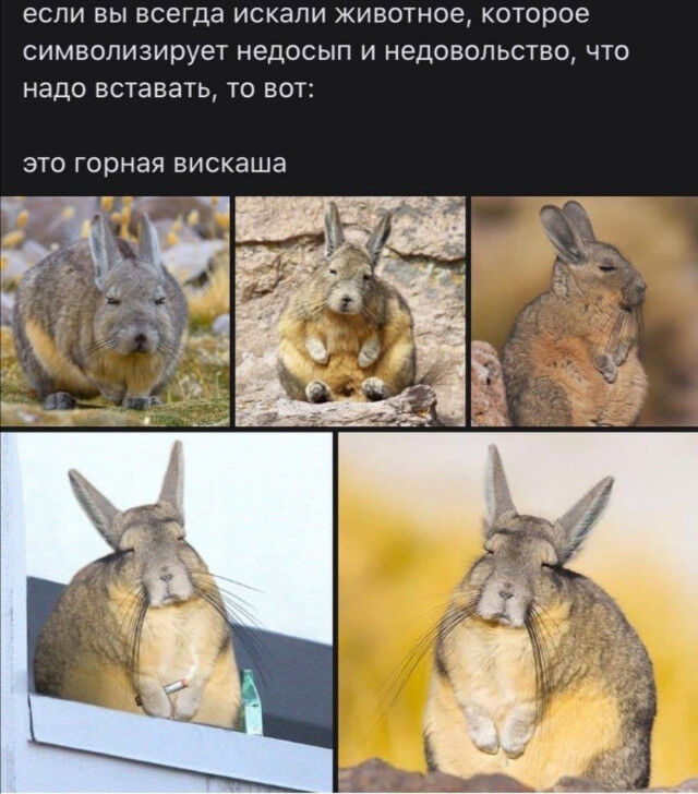 Когда смешно — и этого достаточно подтекста, глубоких, смыслов, Чистый, понятный, юмор 1  2 