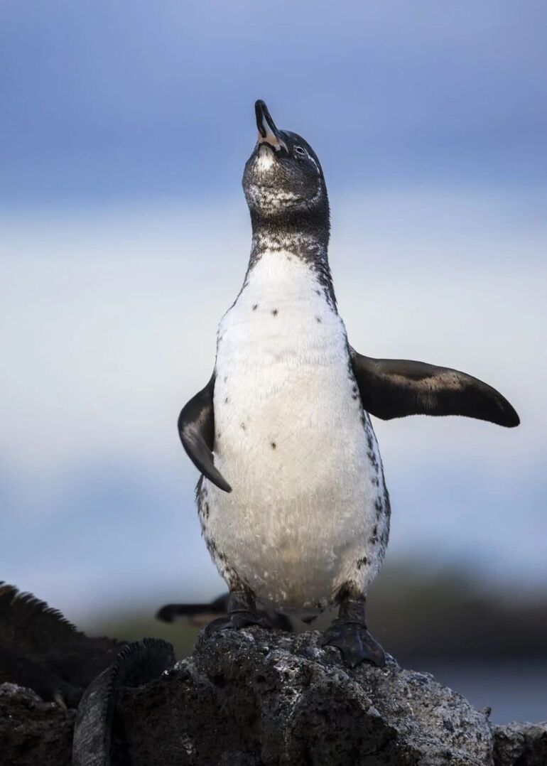 От смеха до умиления: опубликованы снимки финалистов премии Nature Photography Contest в номинации «Забавная природа» От смеха до умиления: опубликованы снимки финалистов премии Nature Photography Contest в номинации «Забавная природа» конкурса, © Saad, © Fabi, Fregonesi«Пасть, Молли», © Tom, Hendrickson«Золотой, желудь», © Stan, Bouman«Беззаботная, жизнь», © Bali, Edition«Поцелуй», Alaiyadhi«Храбрость, открытым, желание, погибнуть», © Death, WishДругие, фотографии