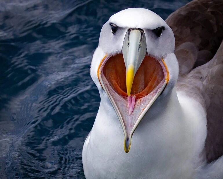 От смеха до умиления: опубликованы снимки финалистов премии Nature Photography Contest в номинации «Забавная природа» От смеха до умиления: опубликованы снимки финалистов премии Nature Photography Contest в номинации «Забавная природа» конкурса, © Saad, © Fabi, Fregonesi«Пасть, Молли», © Tom, Hendrickson«Золотой, желудь», © Stan, Bouman«Беззаботная, жизнь», © Bali, Edition«Поцелуй», Alaiyadhi«Храбрость, открытым, желание, погибнуть», © Death, WishДругие, фотографии