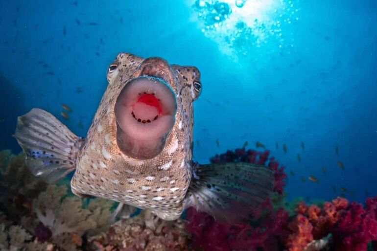 От смеха до умиления: опубликованы снимки финалистов премии Nature Photography Contest в номинации «Забавная природа» От смеха до умиления: опубликованы снимки финалистов премии Nature Photography Contest в номинации «Забавная природа» конкурса, © Saad, © Fabi, Fregonesi«Пасть, Молли», © Tom, Hendrickson«Золотой, желудь», © Stan, Bouman«Беззаботная, жизнь», © Bali, Edition«Поцелуй», Alaiyadhi«Храбрость, открытым, желание, погибнуть», © Death, WishДругие, фотографии