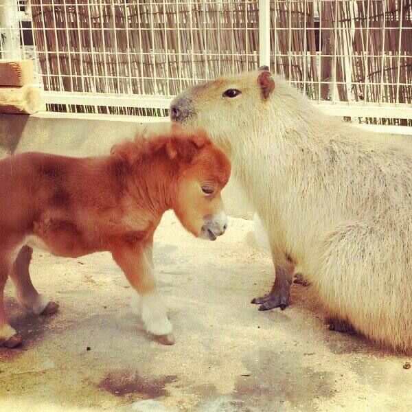 Фото-доказательства того, что капибары могут стать друзьями для кого угодно Капибара, любят, доказательством, очередным, станет, коллекция, зубастик, подружиться, которым, существа, такого, Считается, рептилии, птицы, животные, обниматься, капибарами, самый, мягкими, толстенькими