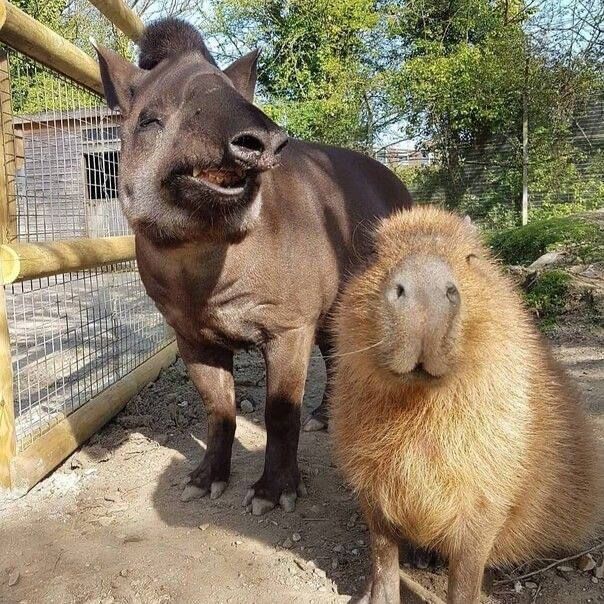 Фото-доказательства того, что капибары могут стать друзьями для кого угодно Капибара, любят, доказательством, очередным, станет, коллекция, зубастик, подружиться, которым, существа, такого, Считается, рептилии, птицы, животные, обниматься, капибарами, самый, мягкими, толстенькими