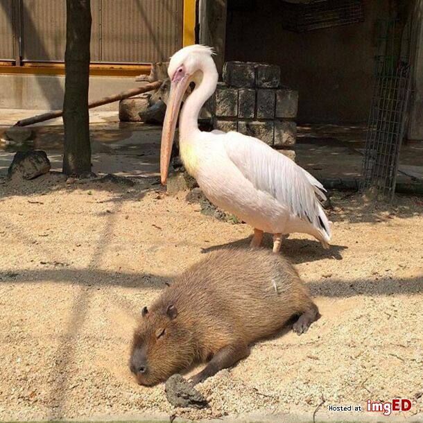 Фото-доказательства того, что капибары могут стать друзьями для кого угодно Капибара, любят, доказательством, очередным, станет, коллекция, зубастик, подружиться, которым, существа, такого, Считается, рептилии, птицы, животные, обниматься, капибарами, самый, мягкими, толстенькими