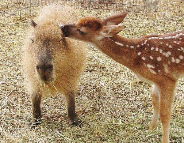 Фото-доказательства того, что капибары могут стать друзьями для кого угодно Капибара, любят, доказательством, очередным, станет, коллекция, зубастик, подружиться, которым, существа, такого, Считается, рептилии, птицы, животные, обниматься, капибарами, самый, мягкими, толстенькими