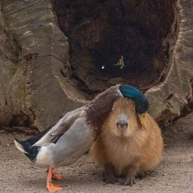 Фото-доказательства того, что капибары могут стать друзьями для кого угодно Капибара, любят, доказательством, очередным, станет, коллекция, зубастик, подружиться, которым, существа, такого, Считается, рептилии, птицы, животные, обниматься, капибарами, самый, мягкими, толстенькими