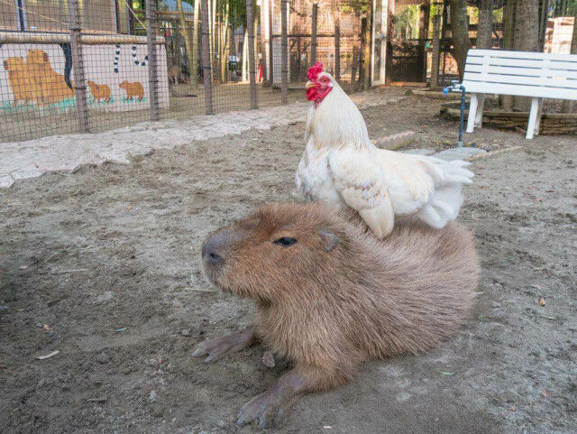 Фото-доказательства того, что капибары могут стать друзьями для кого угодно Капибара, любят, доказательством, очередным, станет, коллекция, зубастик, подружиться, которым, существа, такого, Считается, рептилии, птицы, животные, обниматься, капибарами, самый, мягкими, толстенькими