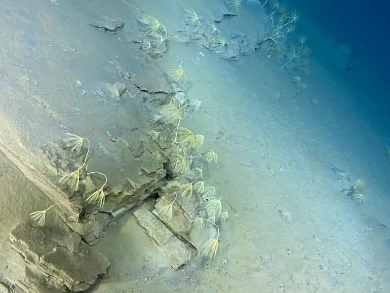 Ученые обнаружили 108 форм жизни в глубочайших океанских впадинах Японии, включая хищных губок и неопознанное существо метров, глубине, команда, исследований, желобах, подводного, морских, стороны, которое, всего, исследование, аппарата, также, самые, мусора, глубин, авторы, смогли, изученных, субдукции