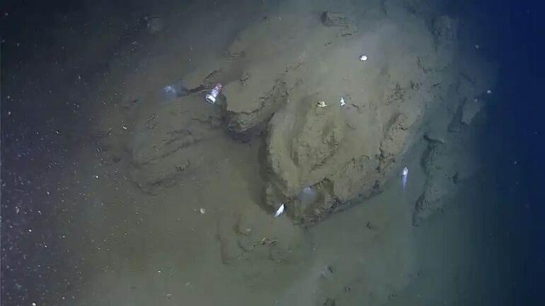 Ученые обнаружили 108 форм жизни в глубочайших океанских впадинах Японии, включая хищных губок и неопознанное существо метров, глубине, команда, исследований, желобах, подводного, морских, стороны, которое, всего, исследование, аппарата, также, самые, мусора, глубин, авторы, смогли, изученных, субдукции