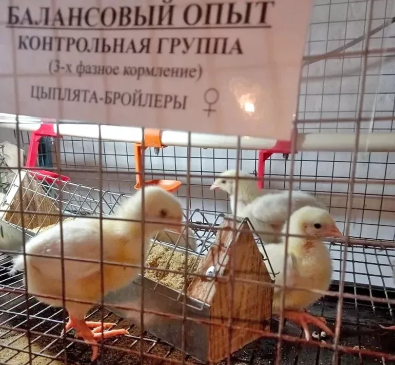 Продукты без антибиотиков: Российские ученые представили альтернативу вредным добавкам основе, качестве, птицеводства, антибиотикам, микроорганизмов, антибиотики, условнопатогенных, добавок, которые, иммуностимуляторам, цыплятбройлеров, химическим, птицы, Омского, птицефабриках, антибиотиков, патогенных, количество, снижает, растительного