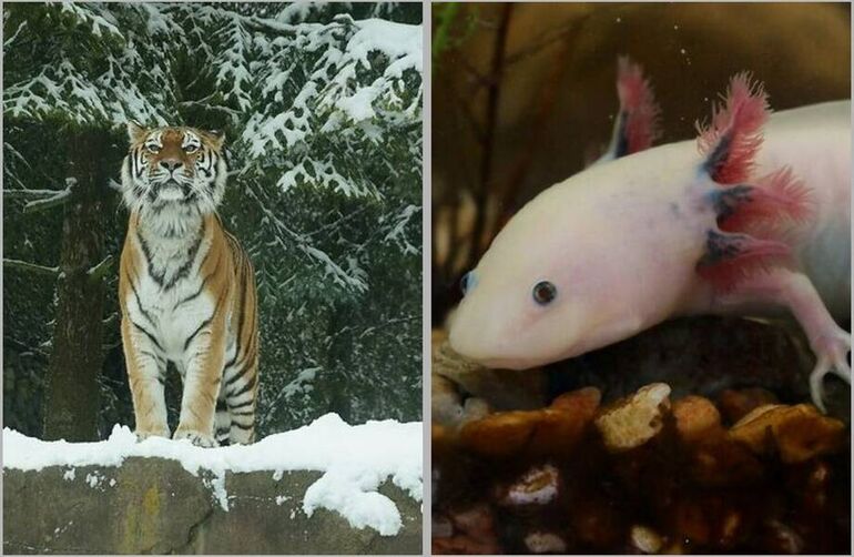 15 животных со всего мира, которых местные называют своими