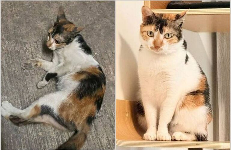 16 кошек, которых забрали из приюта и подарили им совершенно новую жизнь