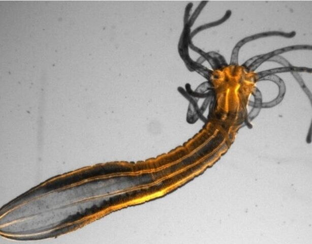 Зачем спят существа без мозга? Новое исследование раскрывает эволюционную тайну сна