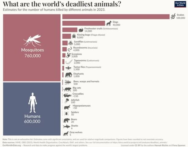 Самые опасные для человека животные: рейтинг смертности