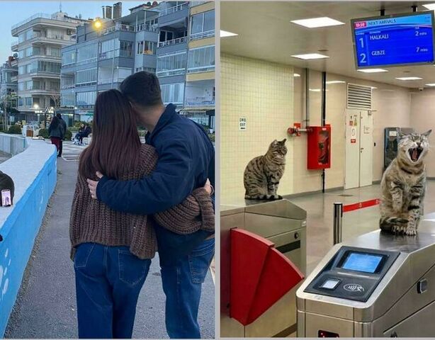 15 фото: коты на работе, которые справляются лучше своих коллег