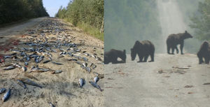 В Хабаровском крае медведи сожрали тонну рыбы, выпавшую из перевернувшегося КамАЗа
