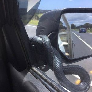 Необычный «пассажир» прокатился на боковом зеркале автомобиля
